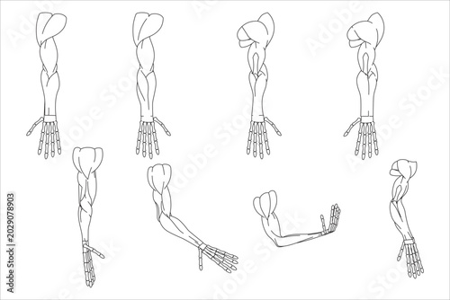 Arm muscles form with skin attached