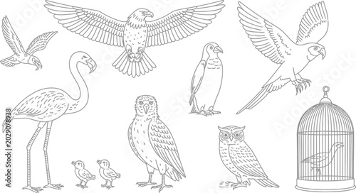 Photography Diverse birds and avian wildlife vector line art illustration set