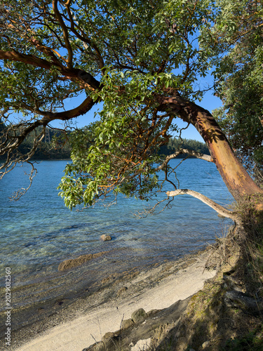 Arbutus tree on the coast
