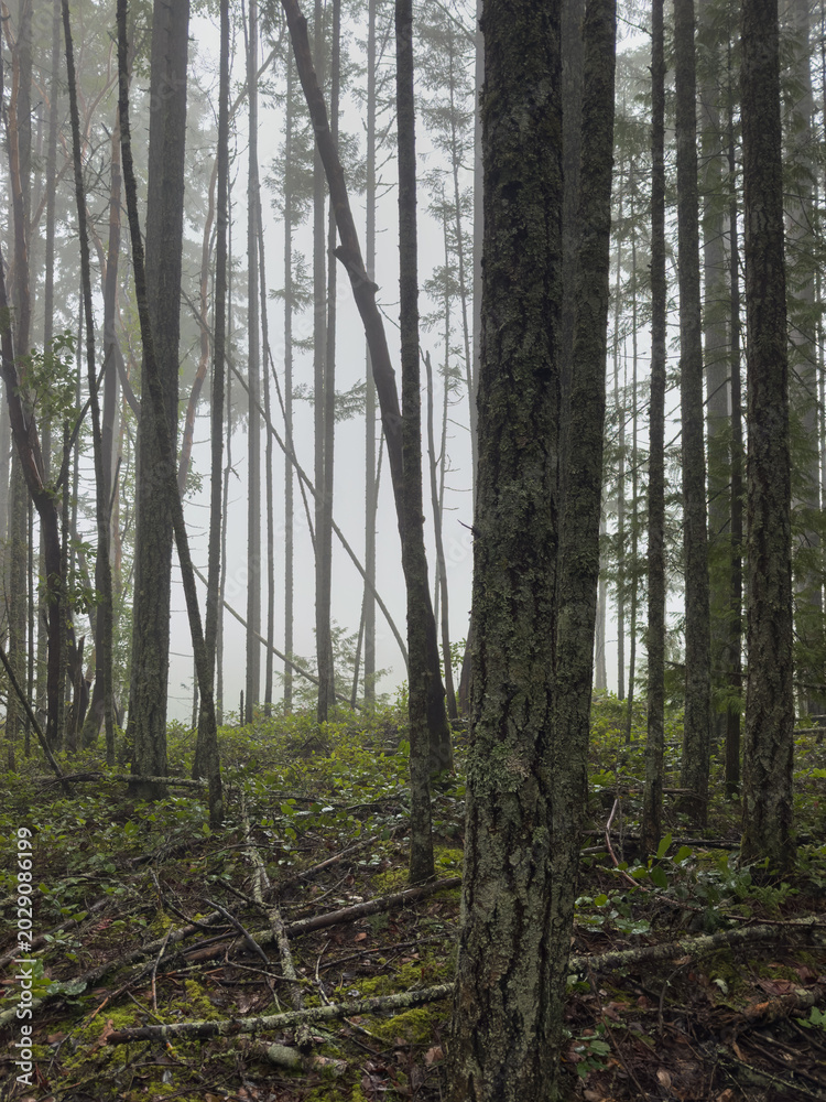 Fototapeta premium Cloudy day in the rain forest