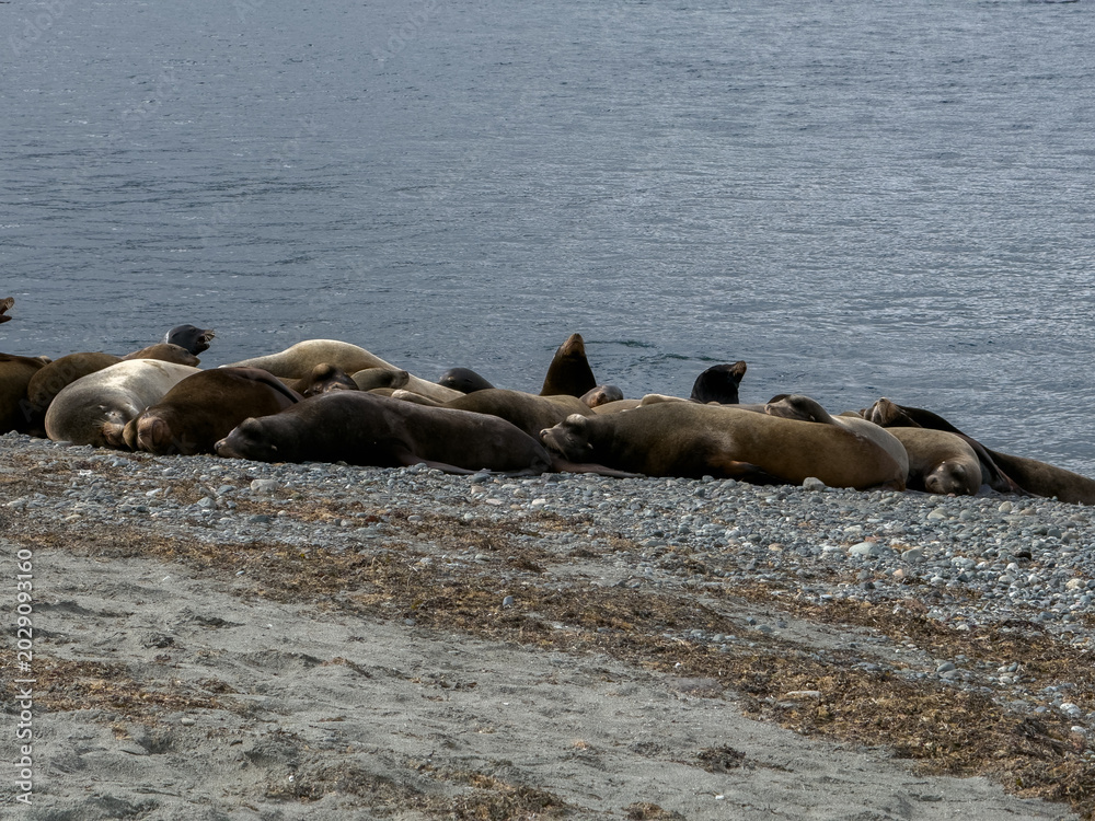 Fototapeta premium Sea Lions laying on a beach by the sea