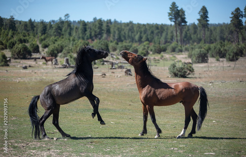 Wild Mustang Stallions fighting in the Apache Sitgreaves National Forest near Heber, Arizona, United States