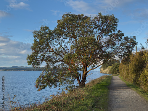 Arbutus tree beside a waterfront walking trail