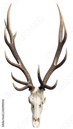 A white animal skull with large antlers on a white background