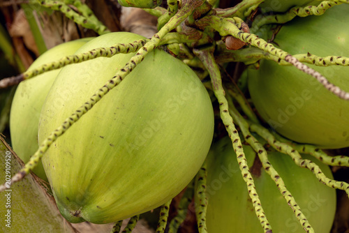 Green coconuts hanging on tree branches with long stems in tropical environment