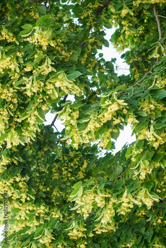 Blossoming linden tree with...