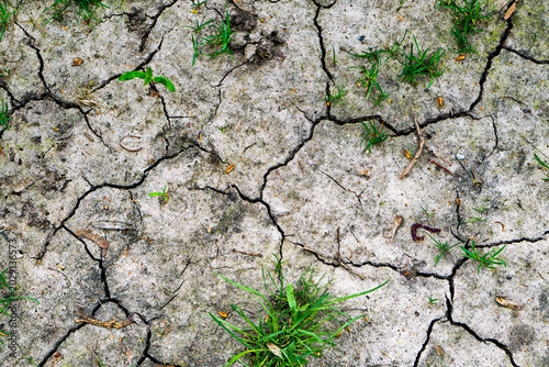 Texture of grey withered earth with cracks and green grass HDR effect