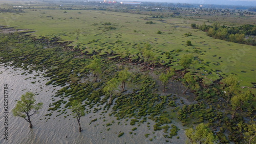 The serene swamp and mangrove forest areas of Chittagong showcase the rich natural beauty and ecological diversity of coastal Bangladesh. Surrounded by shallow water channels, green wetlands.