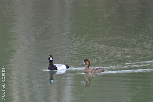 A pair of migratory Lesser Scaups (Aythya affinis) swim in Reflections Lake, Alaska.