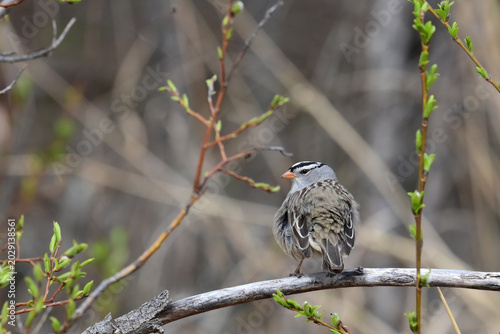 A migratory White-crowned Sparrow (Zonotrichia leucophrys) perched on a tree branch in Alaska.