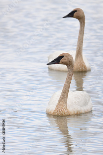 A pair of migratory Trumpeter Swans (Cygnus buccinator) swim in Reflections Lake, Alaska.