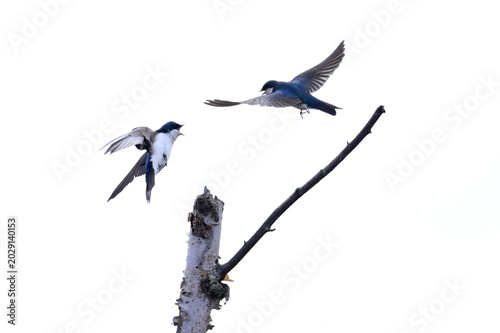 Tree Swallows (Tachycineta bicolor) vie for territory in Alaska's boreal forest.