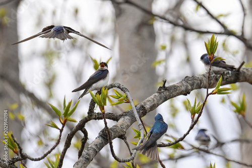 Tree Swallows (Tachycineta bicolor) vie for territory in a cottonwood tree in Alaska's boreal forest.