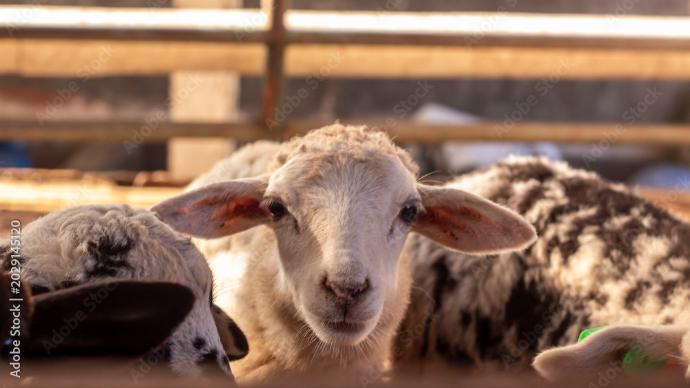 Obraz premium sheep in a pen