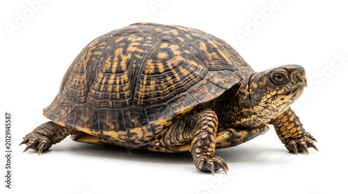 A detailed studio shot of an ornate box turtle with intricate patterns on its shell standing on a white background