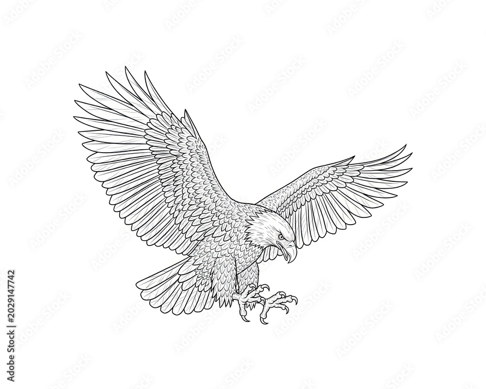 Fototapeta premium Bald eagle with spread wings in a sharp diving attack with talons extended ready to catch prey