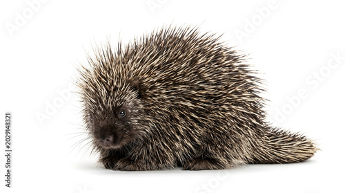 Adorable baby porcupine with sharp quills resting peacefully on a clean white background, highlighting its unique defense mechanism
