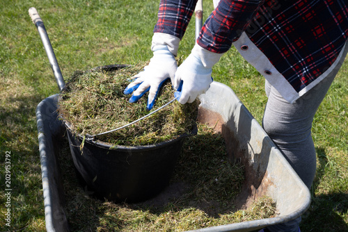 Fotografie A female gardener collects old grass in a trolley in her garden