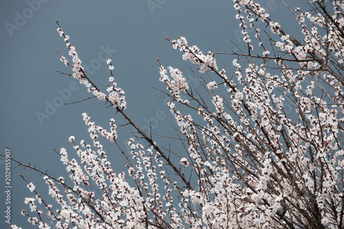 Apricot tree blooming in spring against the backdrop of a stormy sky.