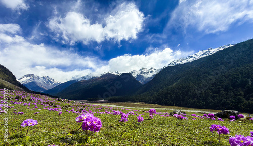 Yumthang Valley in Sikkim during springs- Also known as valley of flowers