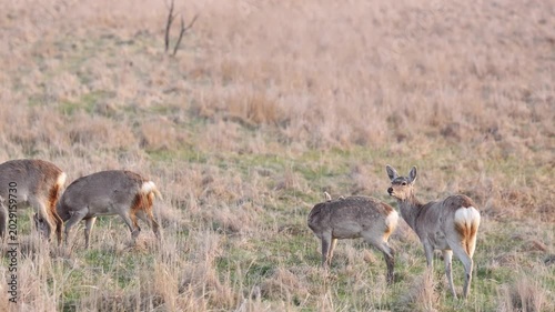 野草を食べる野生のエゾシカ