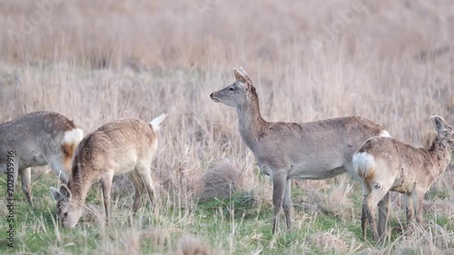 野草を食べる野生のエゾシカ