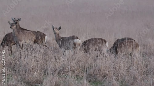 野草を食べる野生のエゾシカ