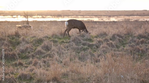 野草を食べる野生のエゾシカ