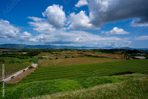 Obraz na płótnie 蔵之元&平尾展望所からの風景（長島町）