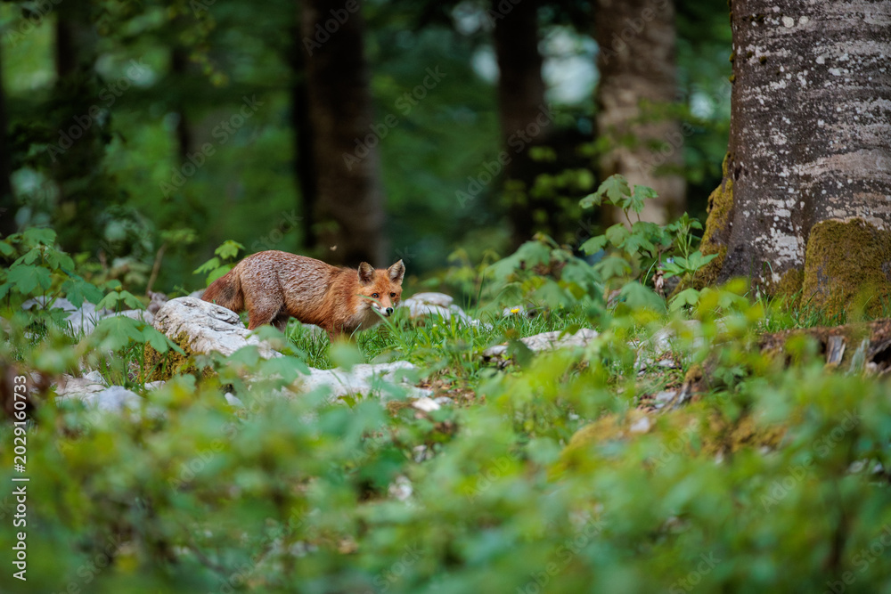 Naklejka premium A day in the Slovenian forest with the red fox