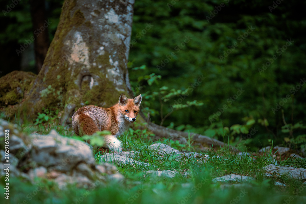 Fototapeta premium A day in the Slovenian forest with the red fox