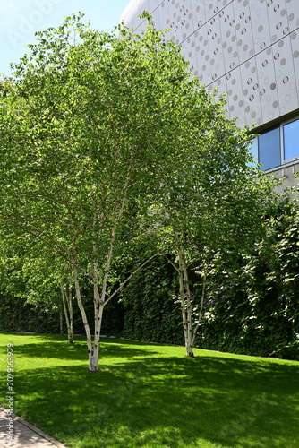 Small Green Trees on Lawn Beside Modern Shopping Mall Facade