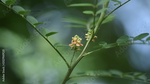 Indigo or Indigofera tinctoria tree on natural background.