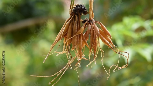 Fresh shatavari roots on natural background.