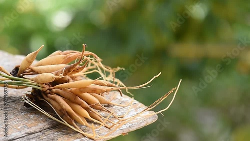 Fresh shatavari roots on natural background.