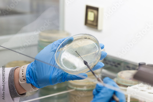 Canvas Print A researcher applies bacteria to nutrient agar in a petri dish using an inoculation loop