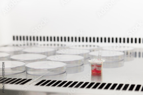 Vászonkép The virus dissolved in red buffer in an ampoule is kept cool, preparing the virus test on bacteria in petri dishes