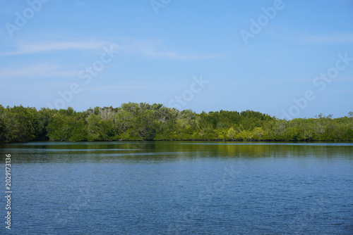 The fertile mangrove forest on the coast of Ban Tha Din Daeng, Thai Mueang District, Phang Nga Province Thailand