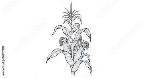 Bild auf Leinwand Hand-drawn corn stalk with ear of corn, isolated on white background, vector ill