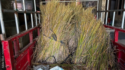 close up photo of rice residue used as feed for goats and cows on traditional farms