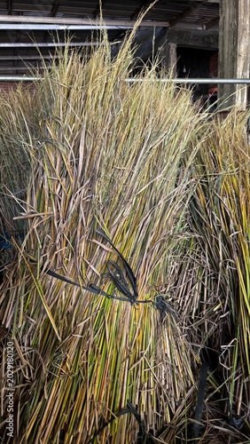 close up photo of rice residue used as feed for goats and cows on traditional farms