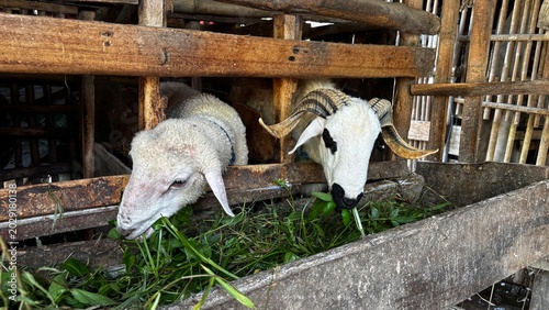 Portrait photo of many goats eating in a pen at a traditional farm. The goats eat grass. The goats are prepared for Eid al-Adha.	