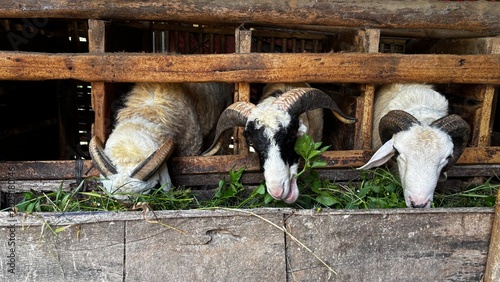Portrait photo of many goats eating in a pen at a traditional farm. The goats eat grass. The goats are prepared for Eid al-Adha.	