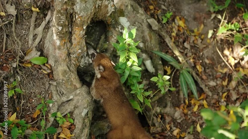White nosed coati exploring roots and foliage in Tikal jungle