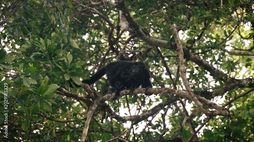 Mantled howler monkey standing on branches in Tikal jungle canopy