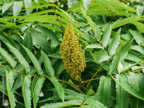Photos Staghorn sumac Rhus typhina flower bud with green pinnate leaves