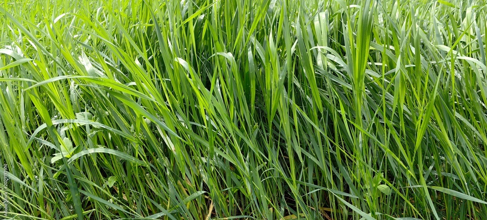 Fototapeta premium Green grass in the meadow, lawn before mowing, natural background.