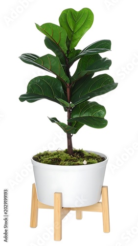 Fiddle Leaf Fig Plant in Pot.