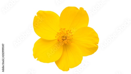 Vibrant Yellow Flower Close-up View.