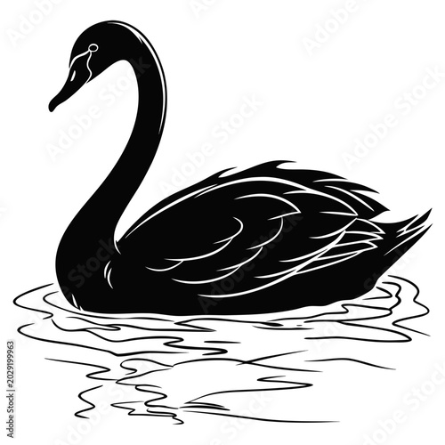 Foto black swan vector